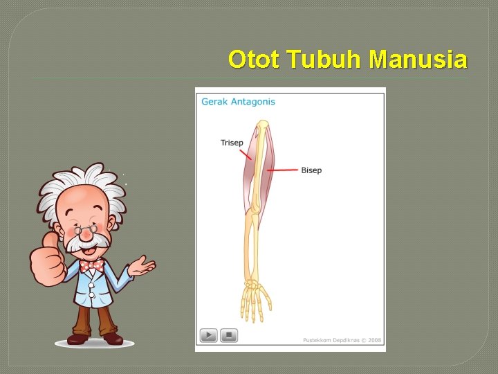 Otot Tubuh Manusia 