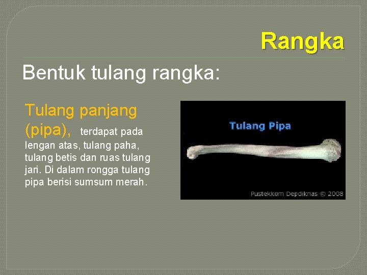 Rangka Bentuk tulang rangka: Tulang panjang (pipa), terdapat pada lengan atas, tulang paha, tulang