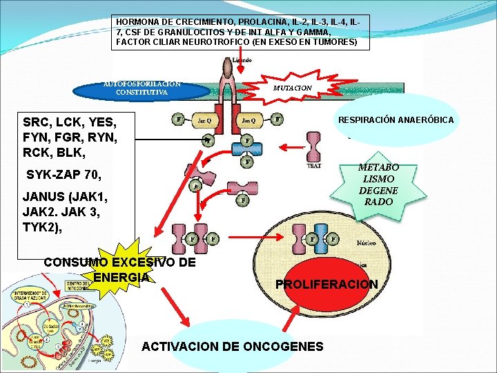 HORMONA DE CRECIMIENTO, PROLACINA, IL-2, IL-3, IL-4, IL 7, CSF DE GRANULOCITOS Y DE