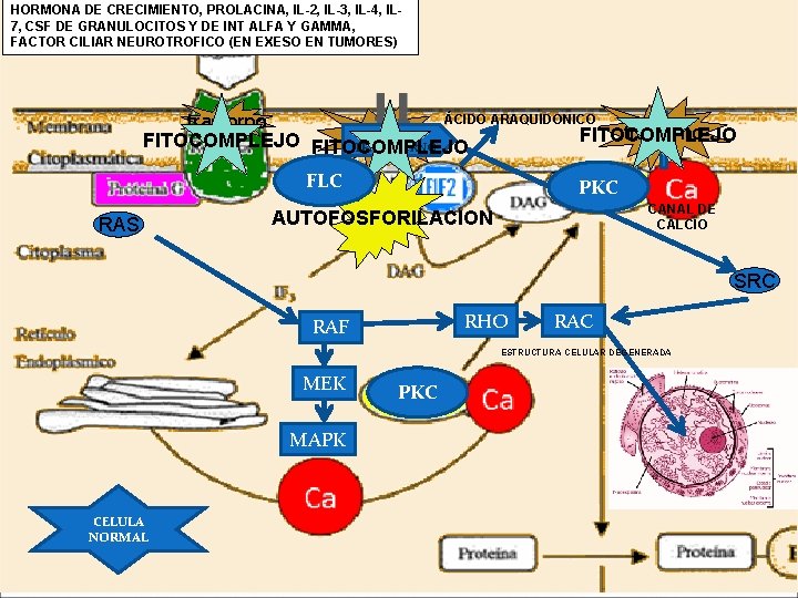 HORMONA DE CRECIMIENTO, PROLACINA, IL-2, IL-3, IL-4, IL 7, CSF DE GRANULOCITOS Y DE