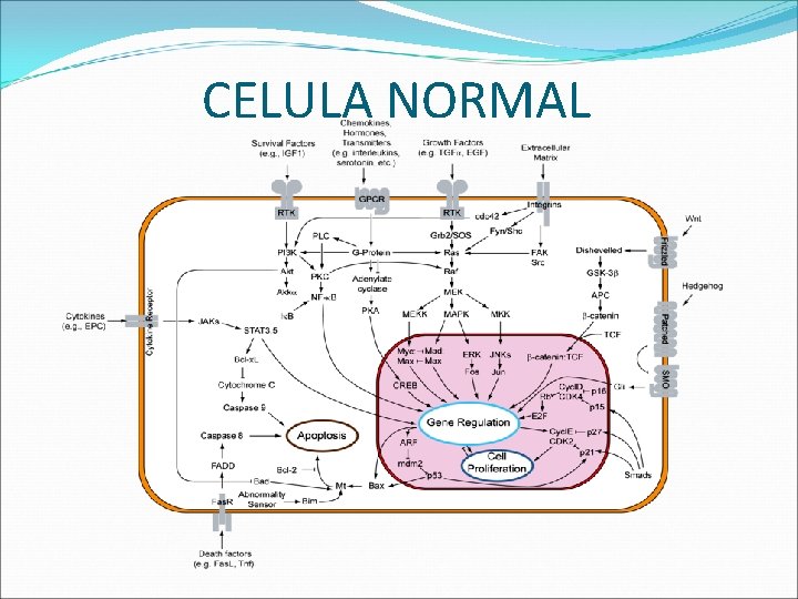 CELULA NORMAL 