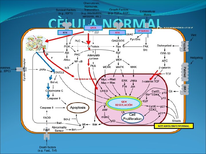 CÈLULA NORMAL GPCR C 6 H 6 Glicólisis C 3 H 3 O 2