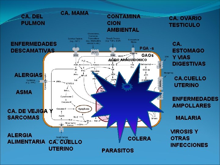 CA. DEL PULMON CA. MAMA CONTAMINA CION AMBIENTAL ENFERMEDADES DESCAMATIVAS CA. OVARIO TESTICULO PGA