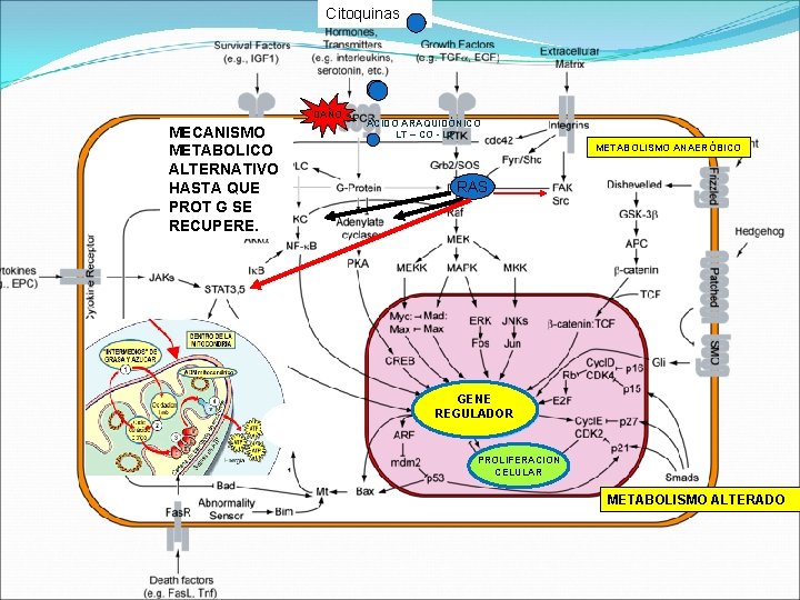 Citoquinas DAÑO MECANISMO METABOLICO ALTERNATIVO HASTA QUE PROT G SE RECUPERE. ACIDO ARAQUIDÓNICO LT