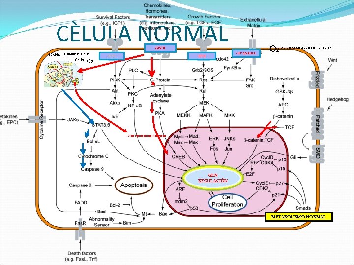 CÈLULA NORMAL GPCR C 6 H 6 Glicólisis C 3 H 3 O 2