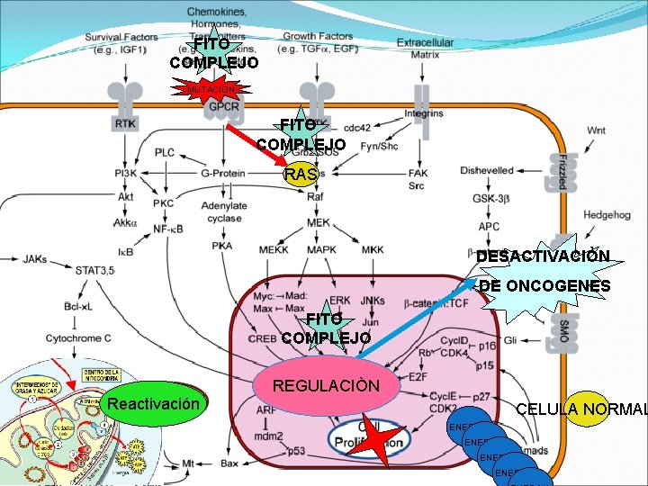 FITO COMPLEJO MUTACIÒN FITO COMPLEJO RAS DESACTIVACIÒN DE ONCOGENES FITO COMPLEJO Reactivación REGULACIÒN CELULA