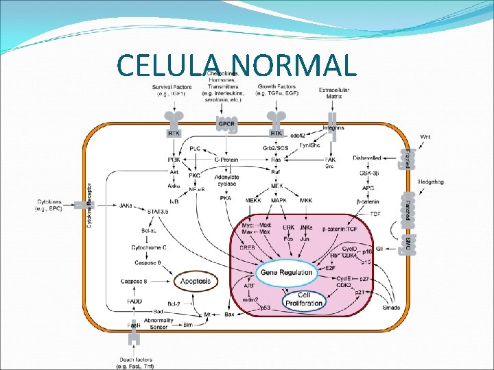 CELULA NORMAL 