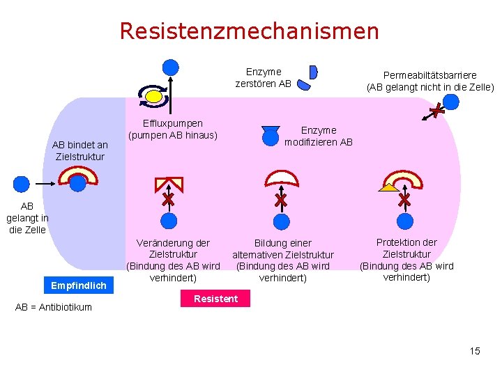 Resistenzmechanismen Enzyme zerstören AB AB bindet an Zielstruktur Effluxpumpen (pumpen AB hinaus) Permeabiltätsbarriere (AB