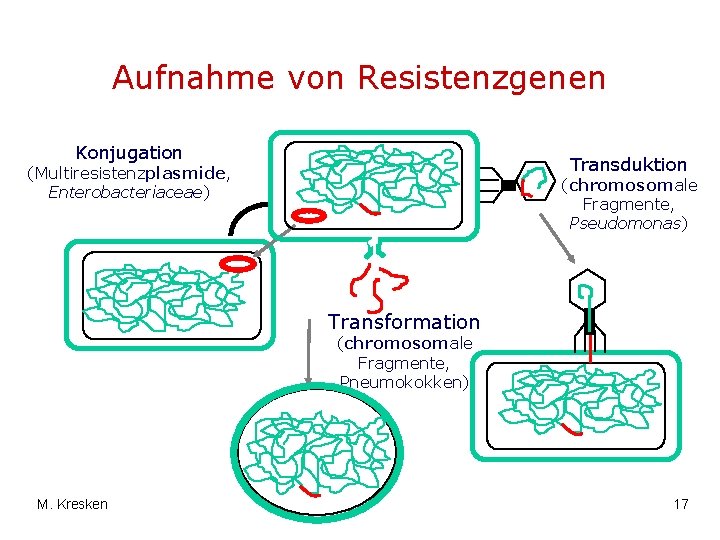 Aufnahme von Resistenzgenen Konjugation Transduktion (Multiresistenzplasmide, Enterobacteriaceae) (chromosomale Fragmente, Pseudomonas) Transformation (chromosomale Fragmente, Pneumokokken)