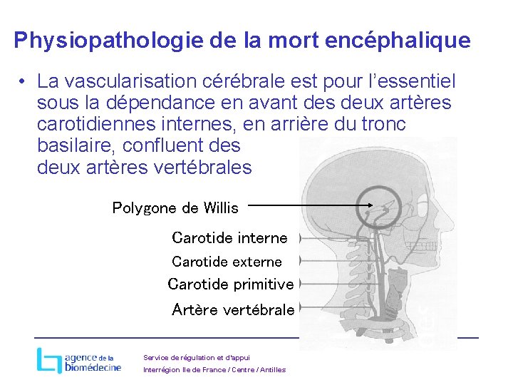 Physiopathologie de la mort encéphalique • La vascularisation cérébrale est pour l’essentiel sous la