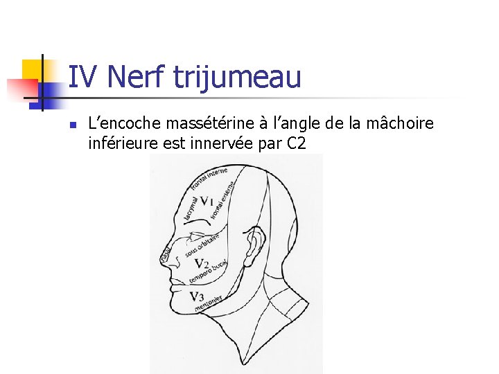 IV Nerf trijumeau n L’encoche massétérine à l’angle de la mâchoire inférieure est innervée