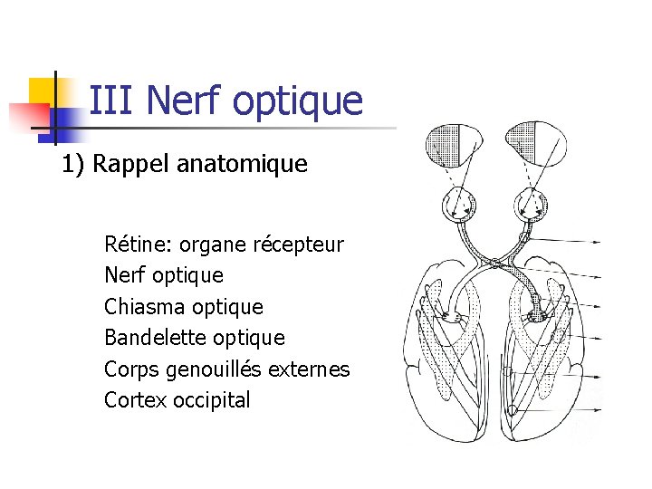 III Nerf optique 1) Rappel anatomique Rétine: organe récepteur Nerf optique Chiasma optique Bandelette