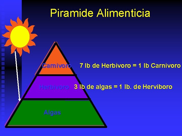 Piramide Alimenticia Carnivoro 7 lb de Herbivoro = 1 lb Carnivoro Herbivoro 3 lb