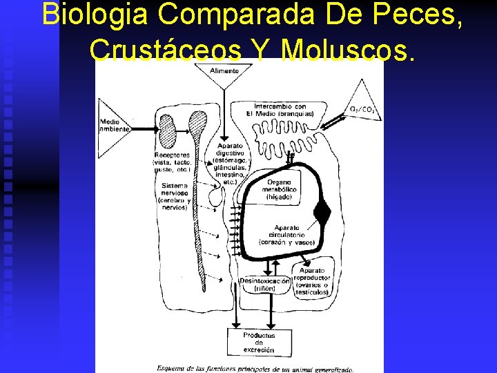 Biologia Comparada De Peces, Crustáceos Y Moluscos. 