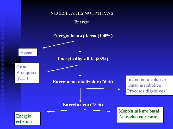 NECESIDADES NUTRITIVAS Energía bruta pienso (100%) Heces Energía digestible (88%) Orina Branquias (NH 3)