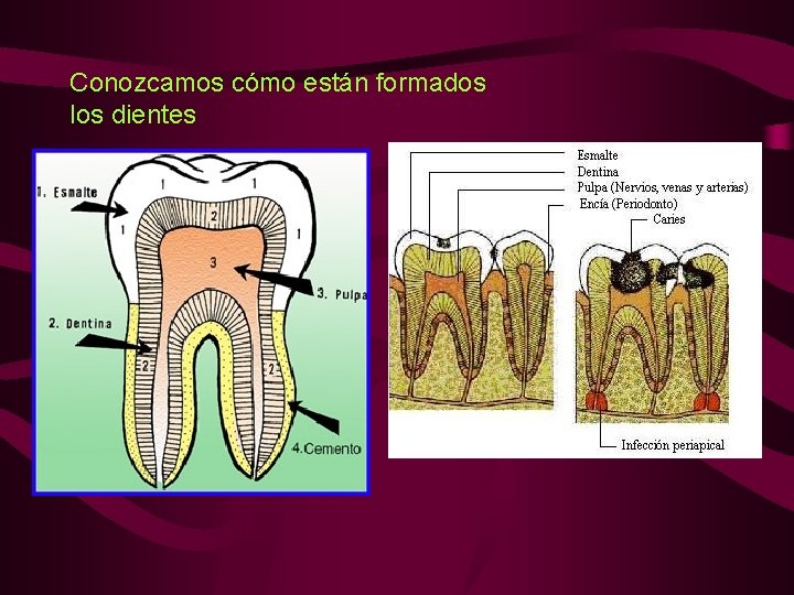  Conozcamos cómo están formados los dientes 