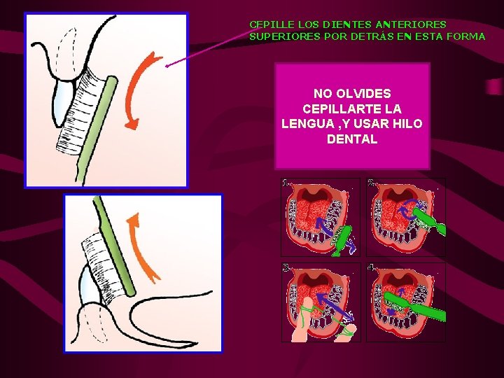 CEPILLE LOS DIENTES ANTERIORES SUPERIORES POR DETRÁS EN ESTA FORMA NO OLVIDES CEPILLARTE LA