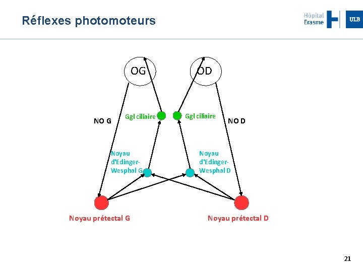 Réflexes photomoteurs OG NO G Ggl ciliaire Noyau d'Edinger. Wesphal G Noyau prétectal G