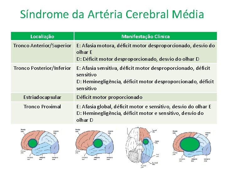 Síndrome da Artéria Cerebral Média Localizção Manifestação Clínica Tronco Anterior/Superior E: Afasia motora, déficit