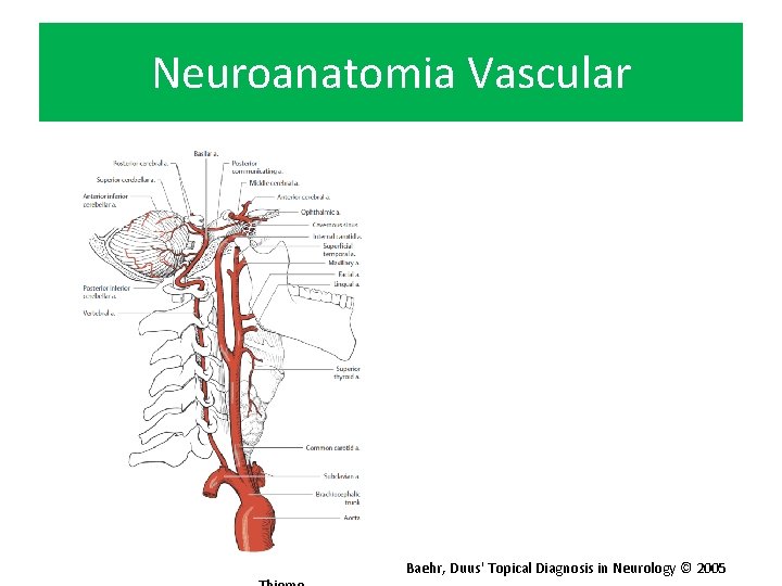 Neuroanatomia Vascular Baehr, Duus' Topical Diagnosis in Neurology © 2005 