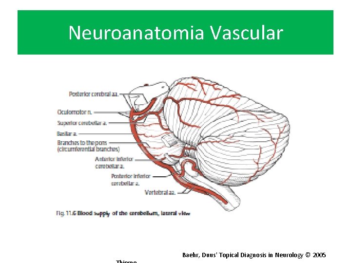 Neuroanatomia Vascular Baehr, Duus' Topical Diagnosis in Neurology © 2005 