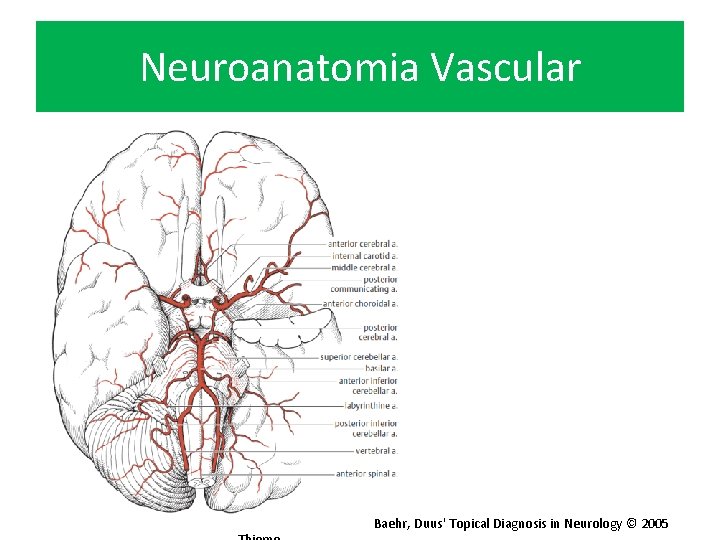 Neuroanatomia Vascular Baehr, Duus' Topical Diagnosis in Neurology © 2005 