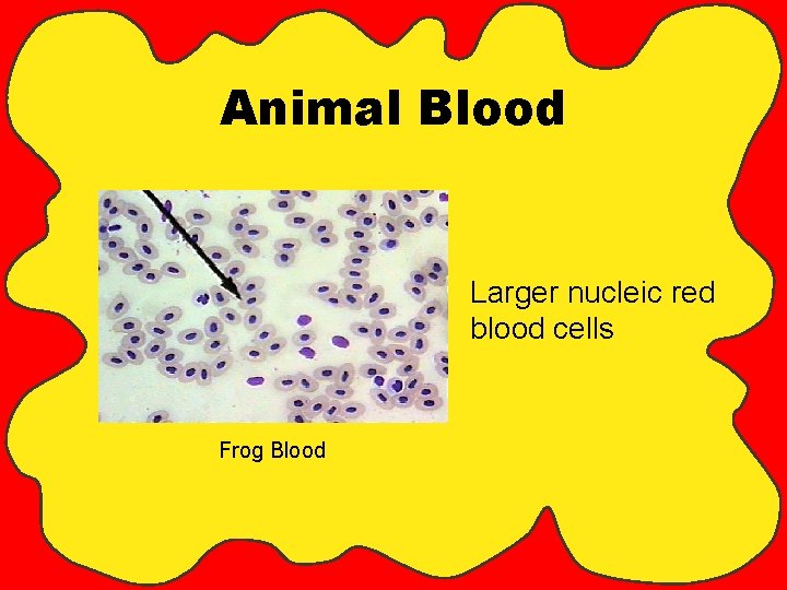 Animal Blood Larger nucleic red blood cells Frog Blood 