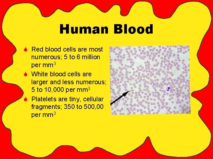 Human Blood S Red blood cells are most numerous; 5 to 6 million per