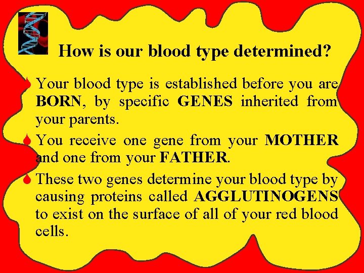 How is our blood type determined? S Your blood type is established before you