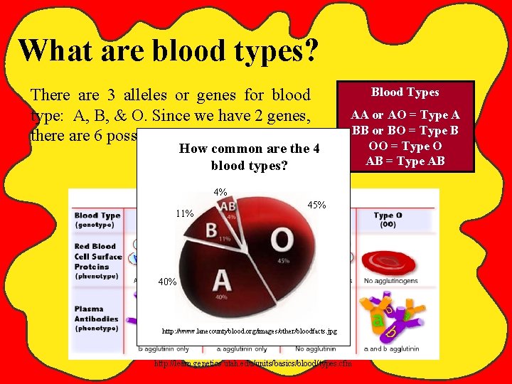 What are blood types? There are 3 alleles or genes for blood type: A,