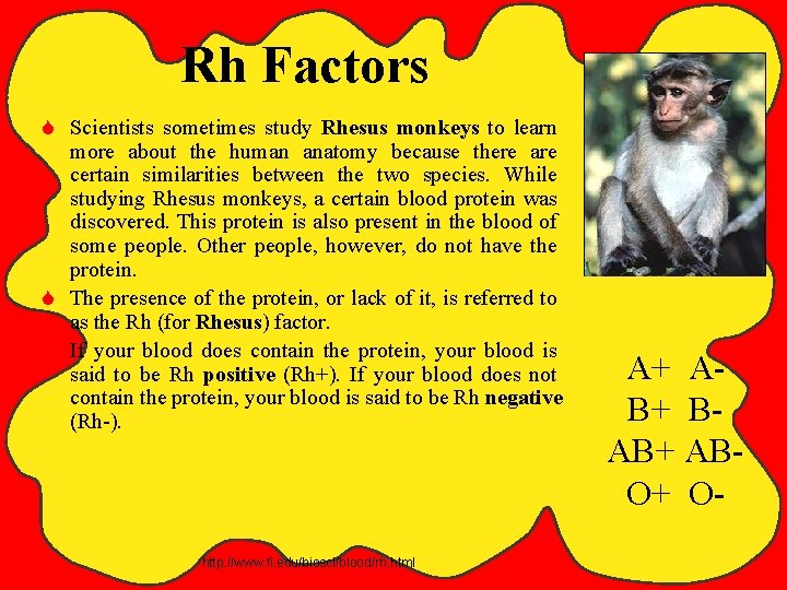 Rh Factors S Scientists sometimes study Rhesus monkeys to learn more about the human