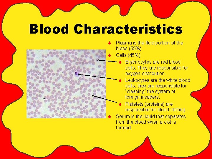 Blood Characteristics S Plasma is the fluid portion of the blood (55%) S Cells