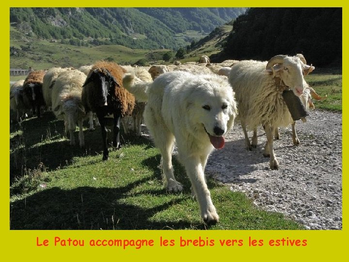 Le Patou accompagne les brebis vers les estives 