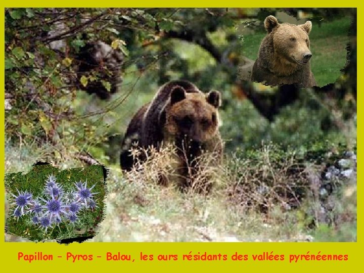 Papillon – Pyros – Balou, les ours résidants des vallées pyrénéennes 