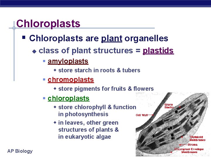 Chloroplasts § Chloroplasts are plant organelles u class of plant structures = plastids §
