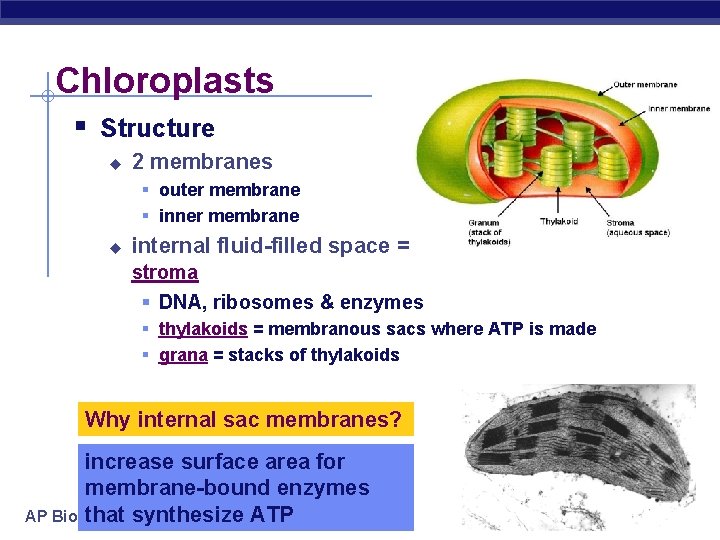 Chloroplasts § Structure u 2 membranes § outer membrane § inner membrane u internal