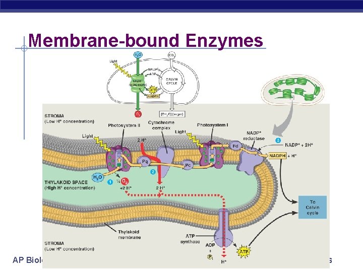 Membrane-bound Enzymes AP Biology 2005 -2006 