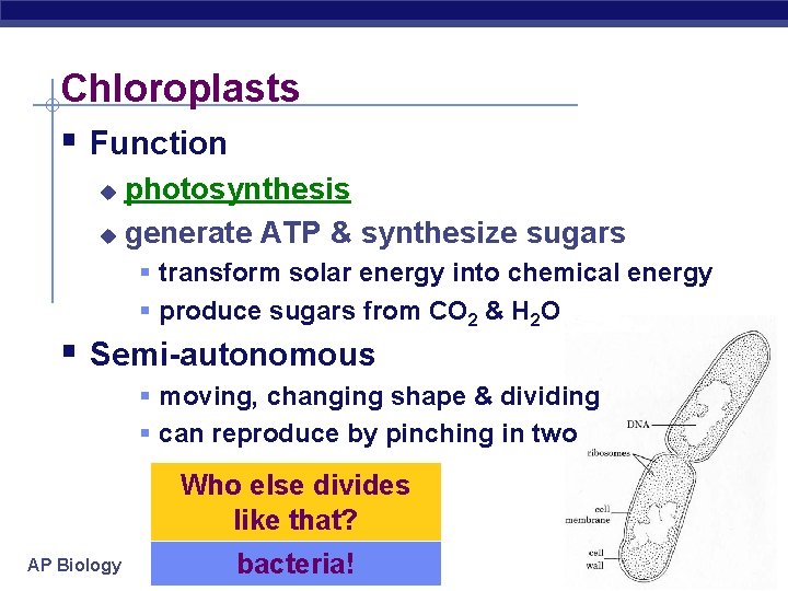 Chloroplasts § Function photosynthesis u generate ATP & synthesize sugars u § transform solar