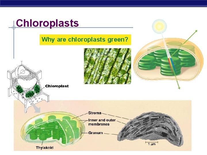 Chloroplasts Why are chloroplasts green? AP Biology 2005 -2006 