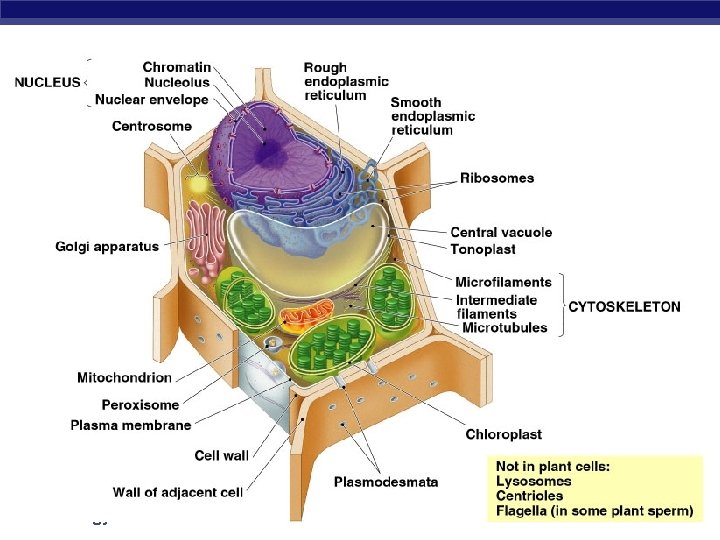 AP Biology 2005 -2006 
