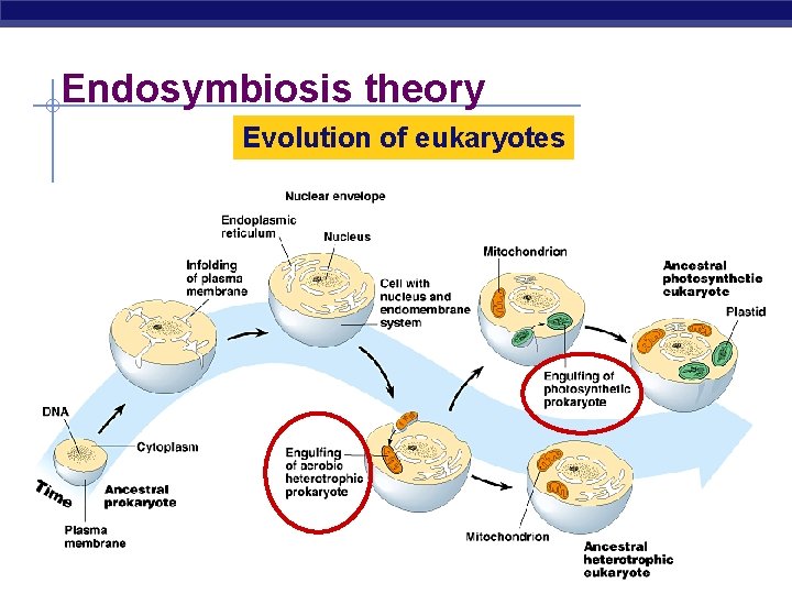 Endosymbiosis theory Evolution of eukaryotes AP Biology 2005 -2006 