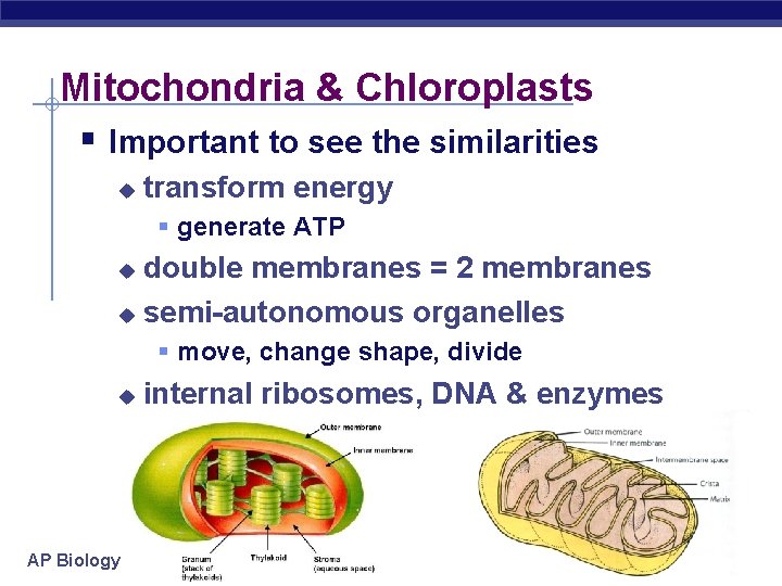 Mitochondria & Chloroplasts § Important to see the similarities u transform energy § generate