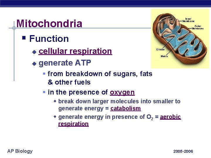 Mitochondria § Function cellular respiration u generate ATP u § from breakdown of sugars,