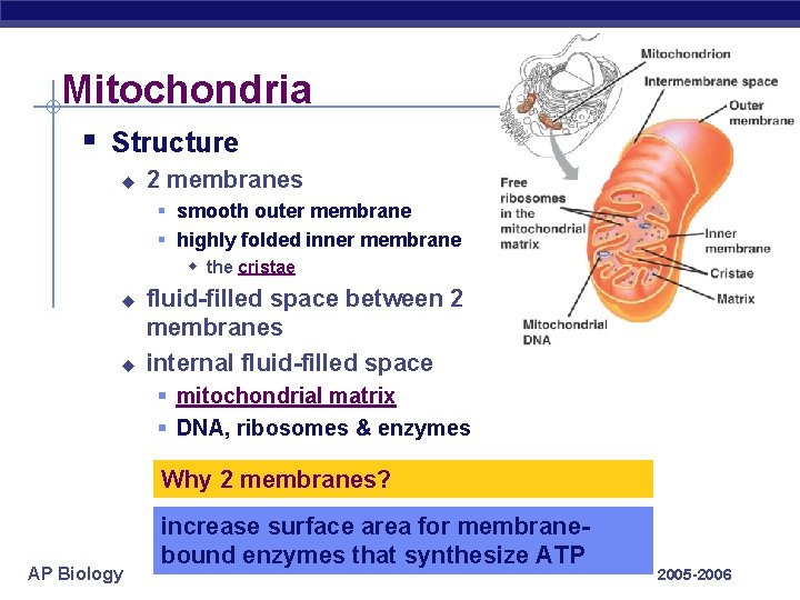 Mitochondria § Structure u 2 membranes § smooth outer membrane § highly folded inner