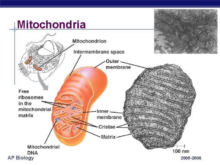 Mitochondria AP Biology 2005 -2006 