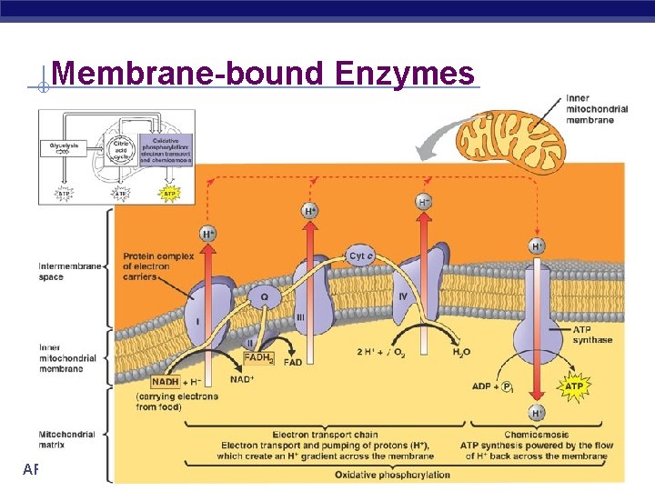 Membrane-bound Enzymes AP Biology 2005 -2006 