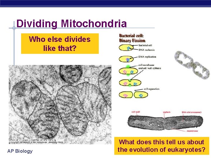 Dividing Mitochondria Who else divides like that? AP Biology What does this tell us