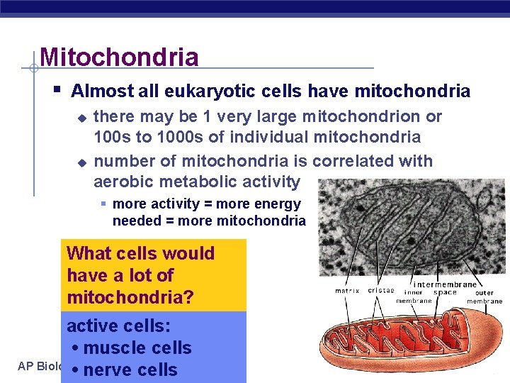 Mitochondria § Almost all eukaryotic cells have mitochondria u u there may be 1