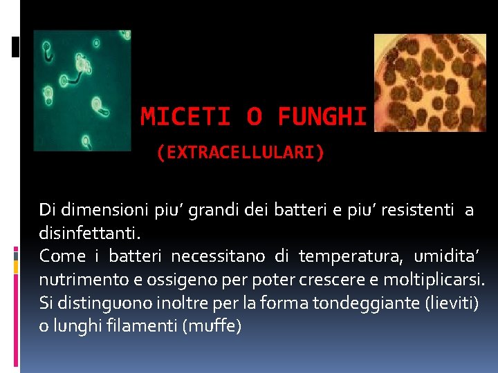 MICETI O FUNGHI (EXTRACELLULARI) Di dimensioni piu’ grandi dei batteri e piu’ resistenti a