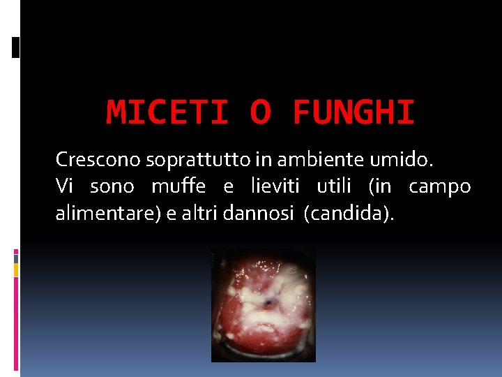 MICETI O FUNGHI Crescono soprattutto in ambiente umido. Vi sono muffe e lieviti utili